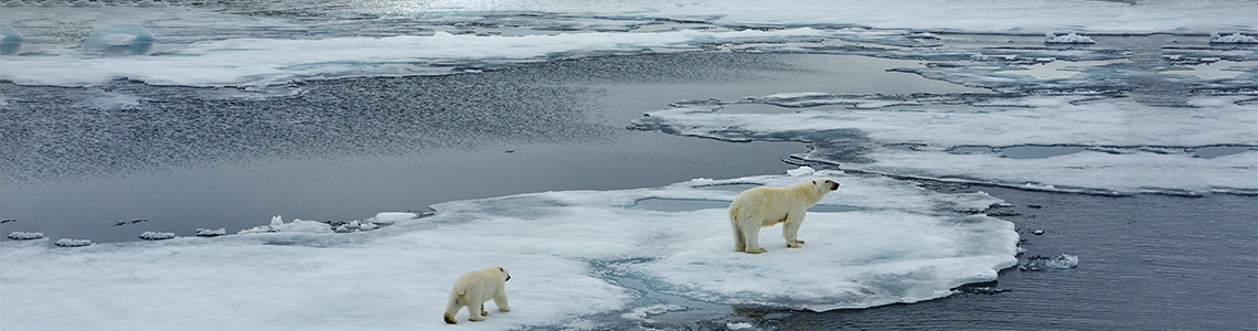 polar bears on ice bergs